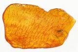 Detailed Fossil Death-Watch Beetle (Petalium?) in Baltic Amber #315295-1